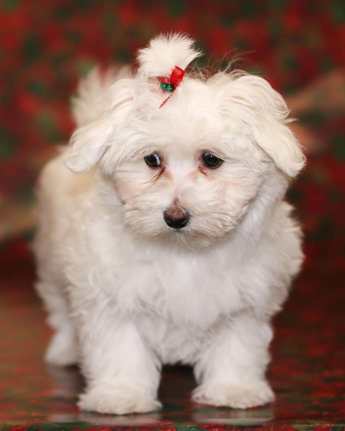 Aspen, the 2016 Little Yellow Dog