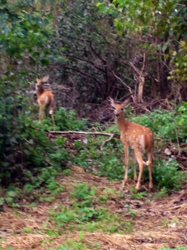 Fawns