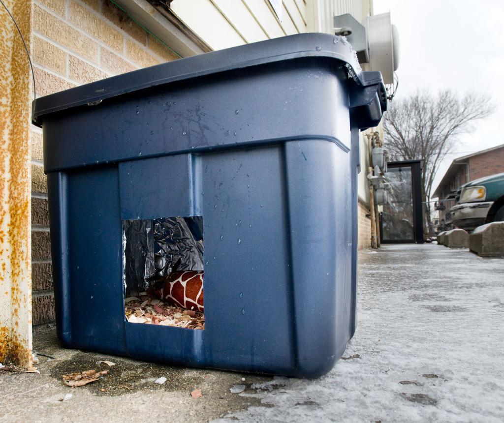 Stray Cats Get Cozy Homes Thanks To Usd Student Local News