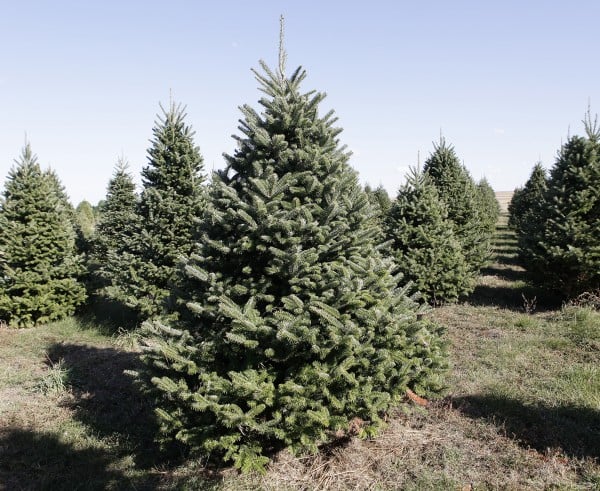 Pick a Christmas tree to fit your space | Home and Garden | siouxcityjournal.com