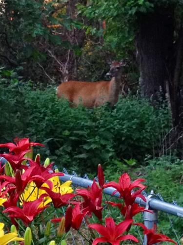 Doe