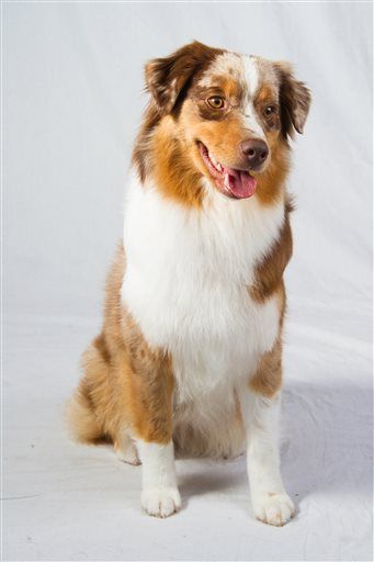 american kennel society dog breeds