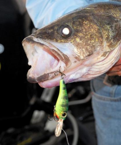 Troll your way to walleye success