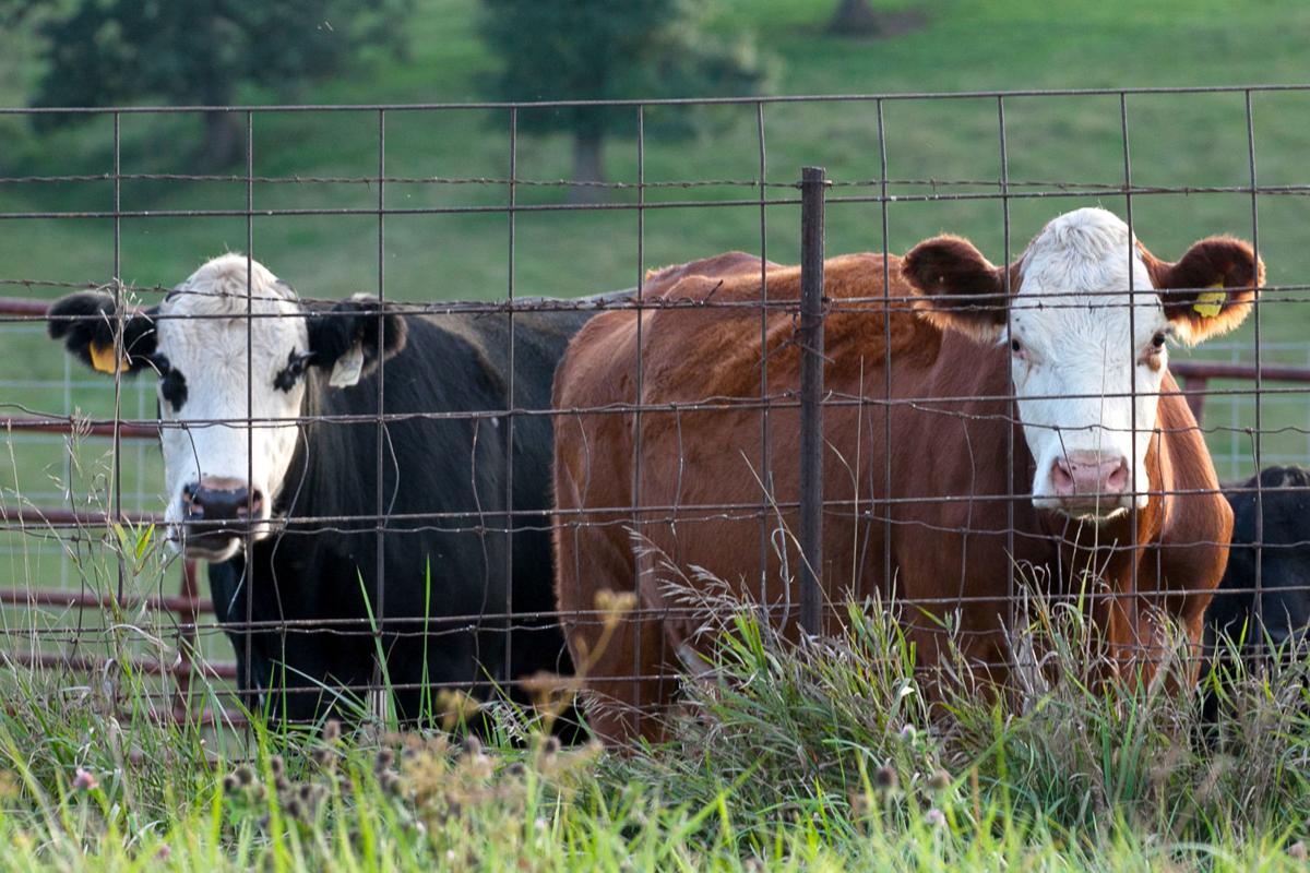 Cattle