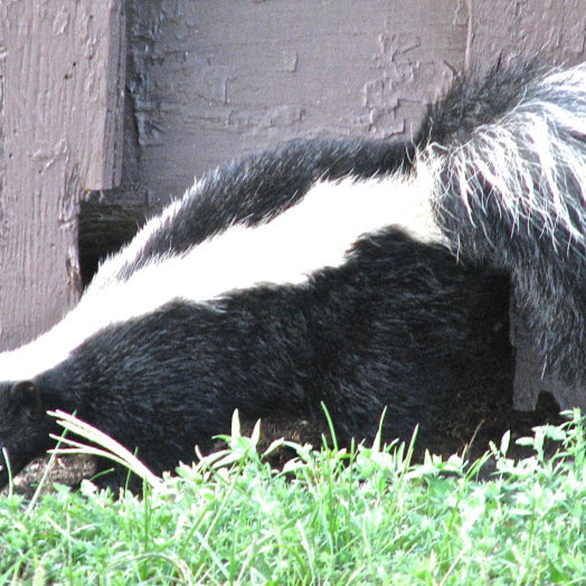 Myhre The Smell Of Skunk Is The Smell Of Success Outdoors Siouxcityjournal Com