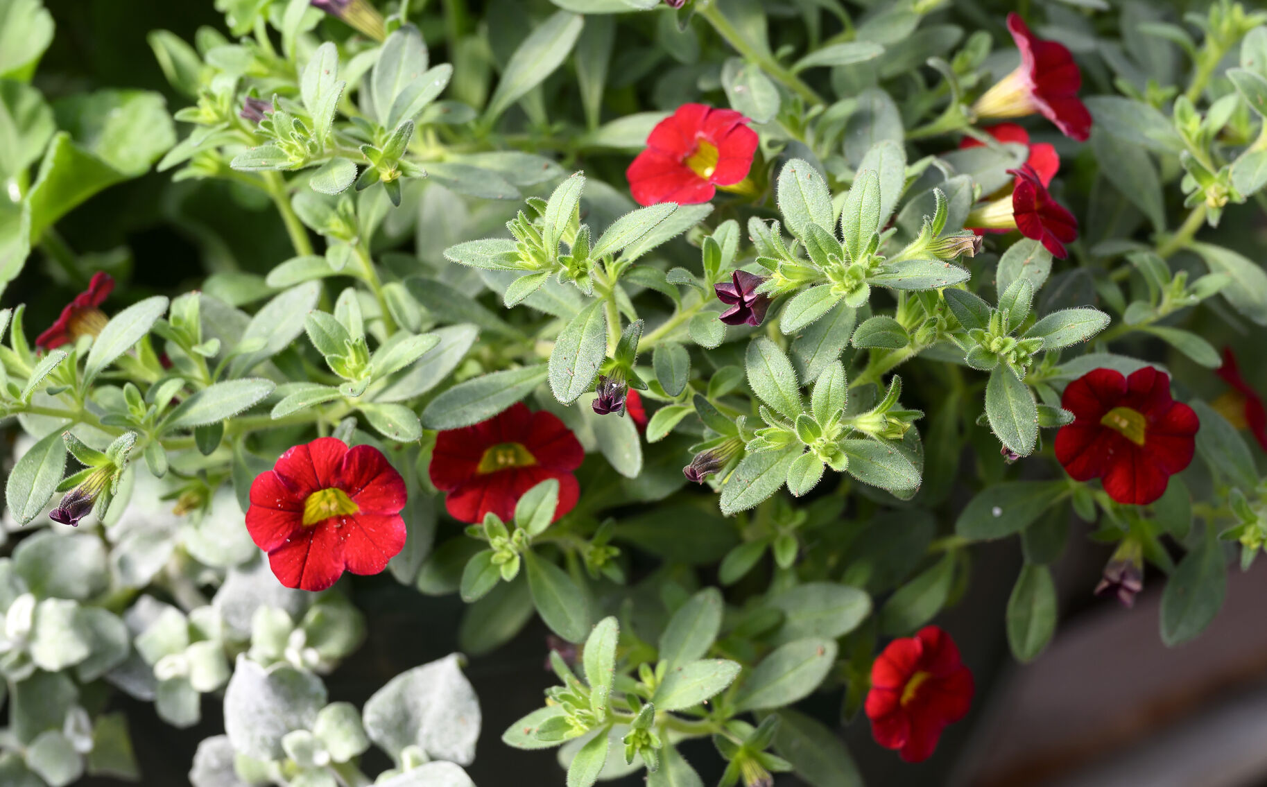 Varieties of plants abound at Smithland greenhouse