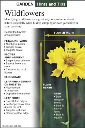 Time for spring wildflowers to awaken