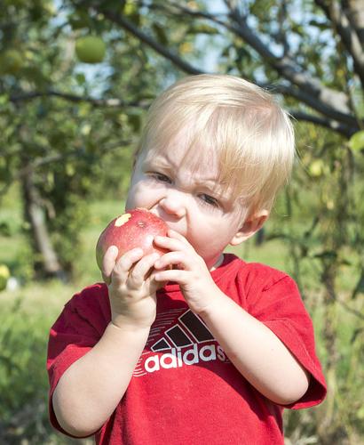 Trapple Orchard