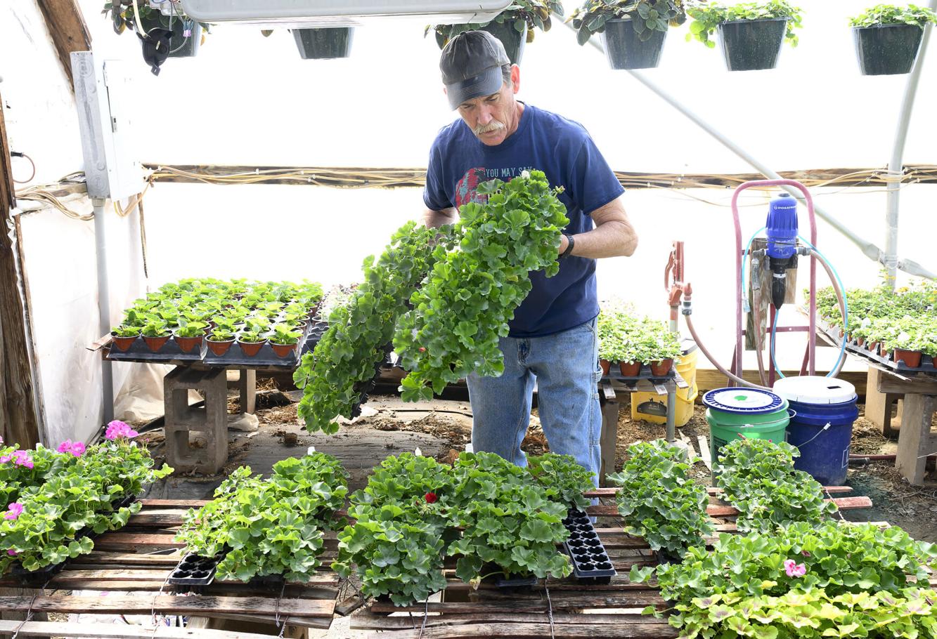 Varieties of plants abound at Smithland greenhouse