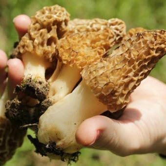 Morel mushrooms at center of food poisoning outbreak - Vimarsana News