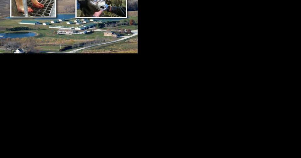 Iowa dog breeders cited for lack of veterinary care and other violations - Vimarsana News
