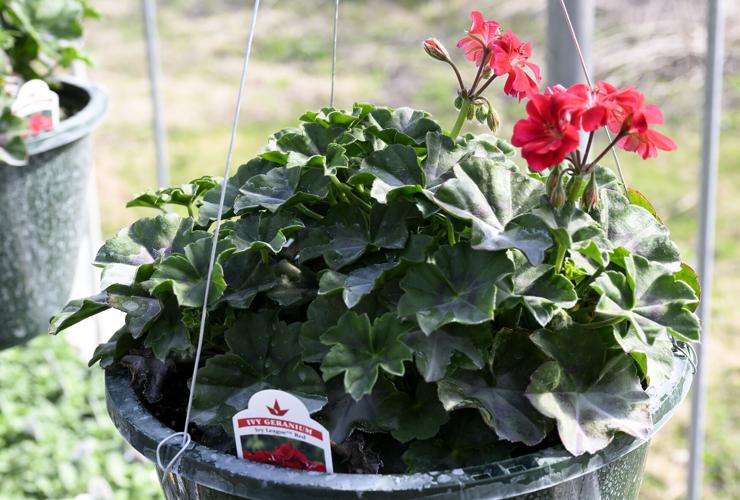 Green Acres Greenhouse