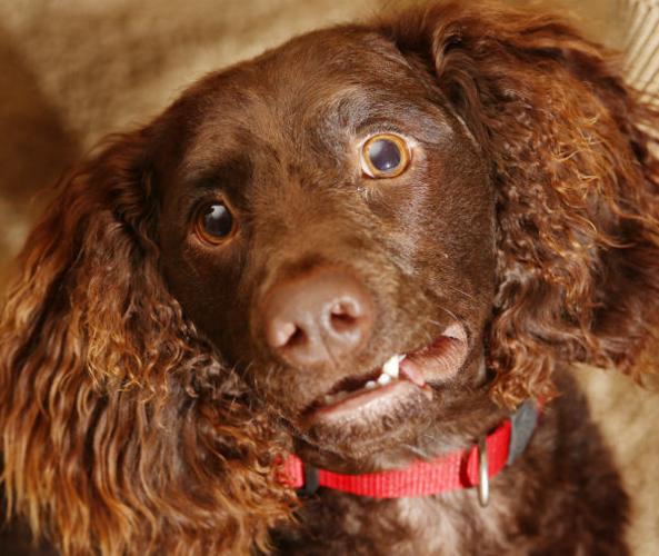 Siouxland Life: Truffles 2012 Little Yellow Dog