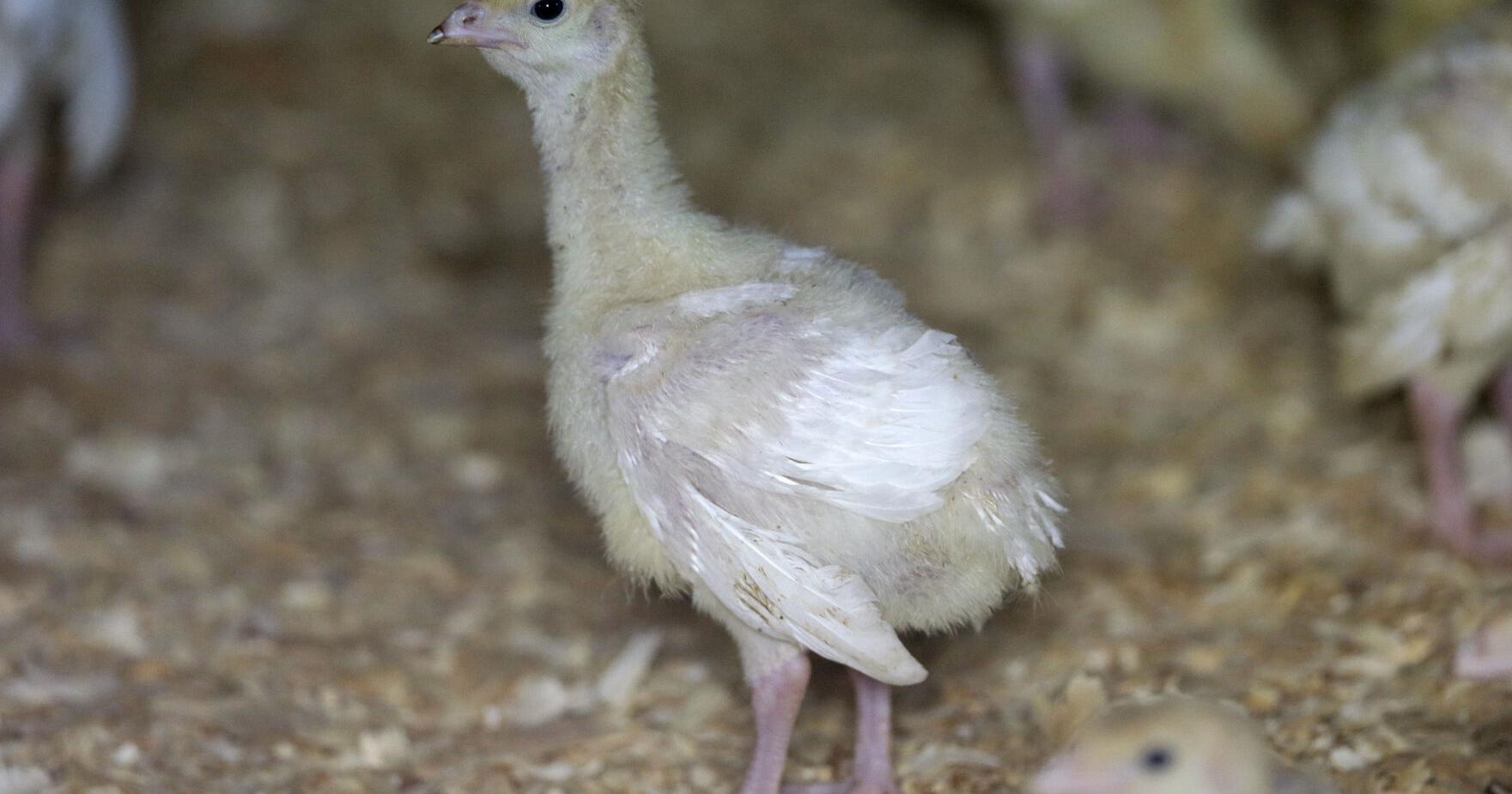 Bird flu detected in Plymouth, Sioux County dairy cattle - Vimarsana News