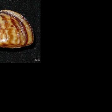 Zebra mussels causing problems at Gavins Point Dam