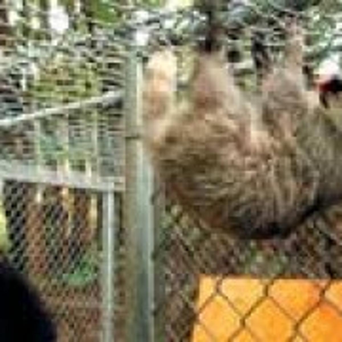 Creature Comfort News Siouxcityjournal Com