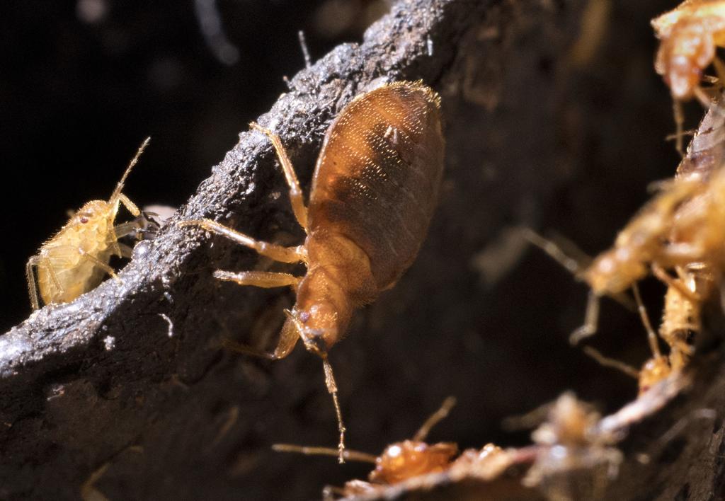 Usd Researcher Seeking Natural Method To Control Bedbugs Columnists Nick Hytrek Siouxcityjournal Com