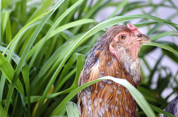 Backyard Chickens