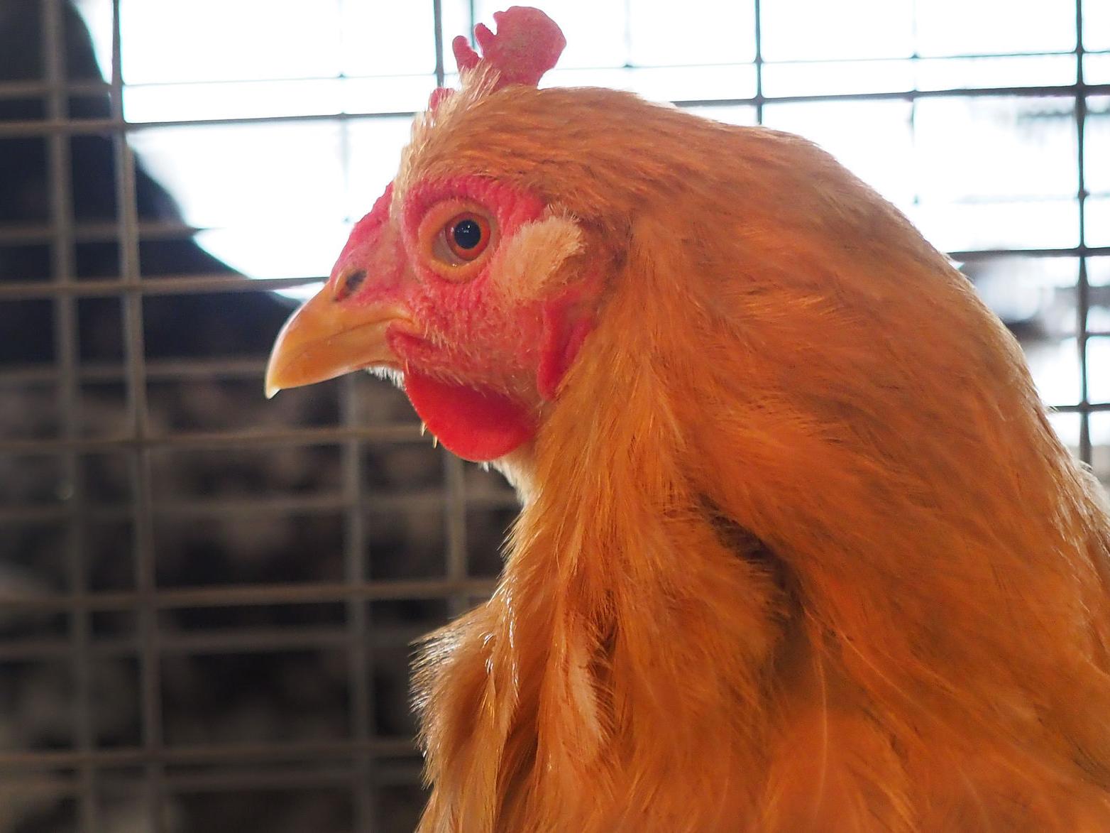 Dakota Thurston County Fair Downsizes But Still Offers Fun Weekender Community Siouxcityjournal Com