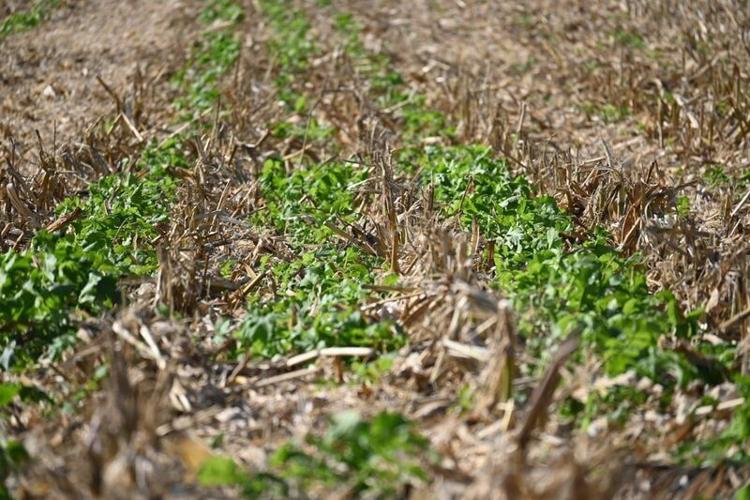 Iowa farmers should be paid for the soil and water they keep | Opinion