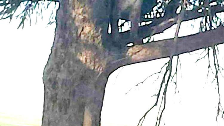 First confirmed female mountain lion in Iowa killed near Galva