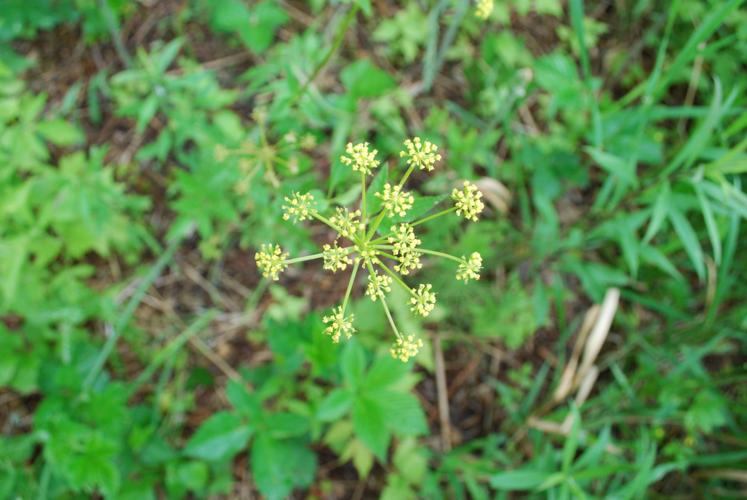 Wild Parsnip