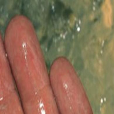 Iowa Officials Stock Lake With 200 Muskellunges Outdoors Siouxcityjournal Com