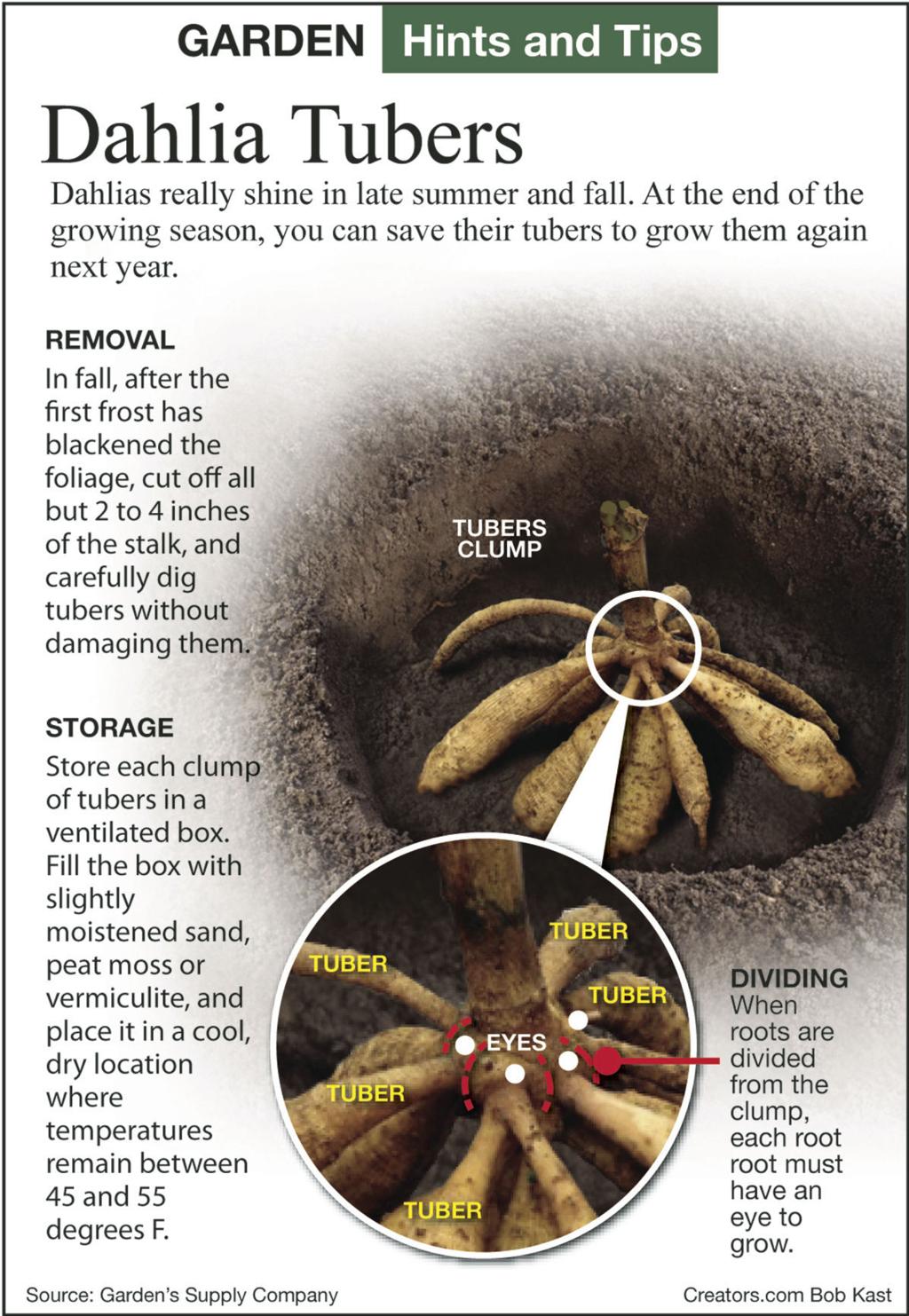 Dahlia Bulbs Have To Be Dug Up In Cold Climates Siouxland Homes