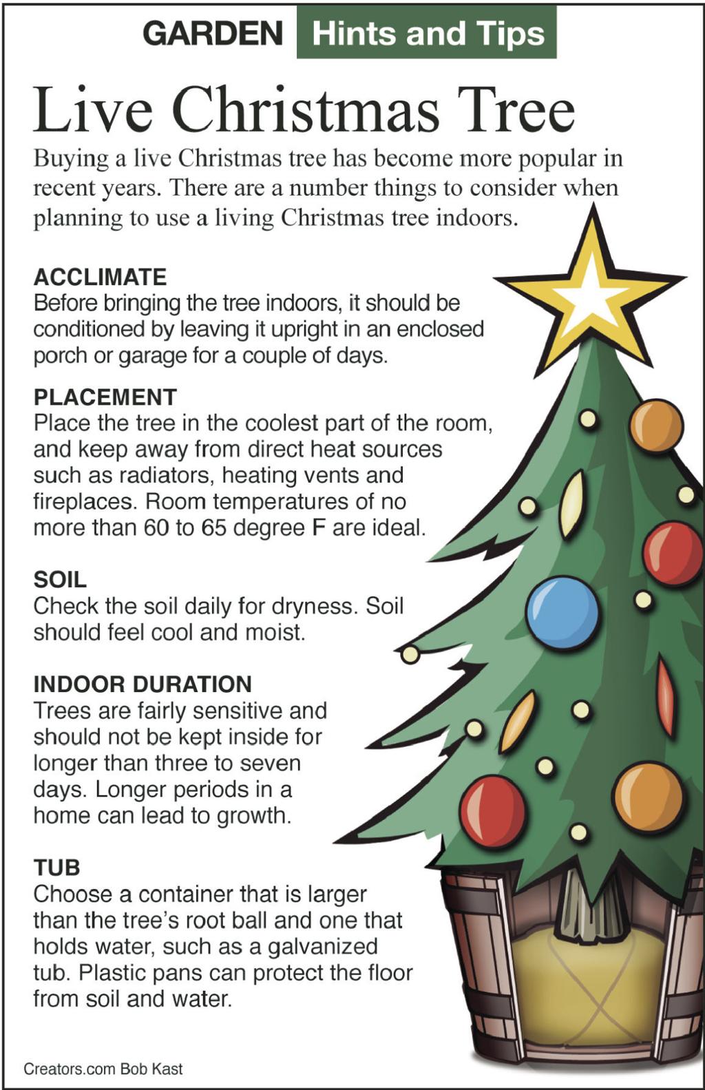 Blue Spruce Christmas Tree With Roots
