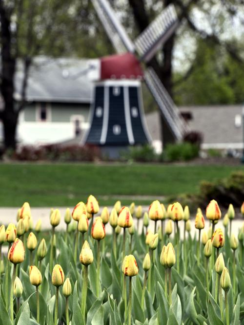 2020 Orange City Tulip Festival Canceled Due To Pandemic Local News Siouxcityjournal Com Ethel van oosterhout of orange city iowa. 2020 orange city tulip festival