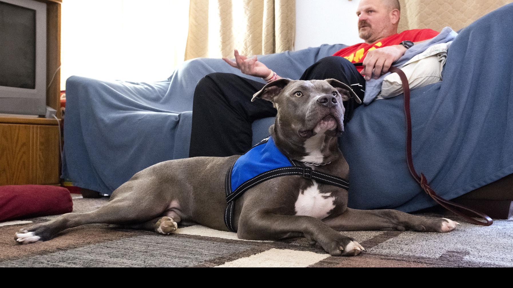 amid pit bull debate service dogs
