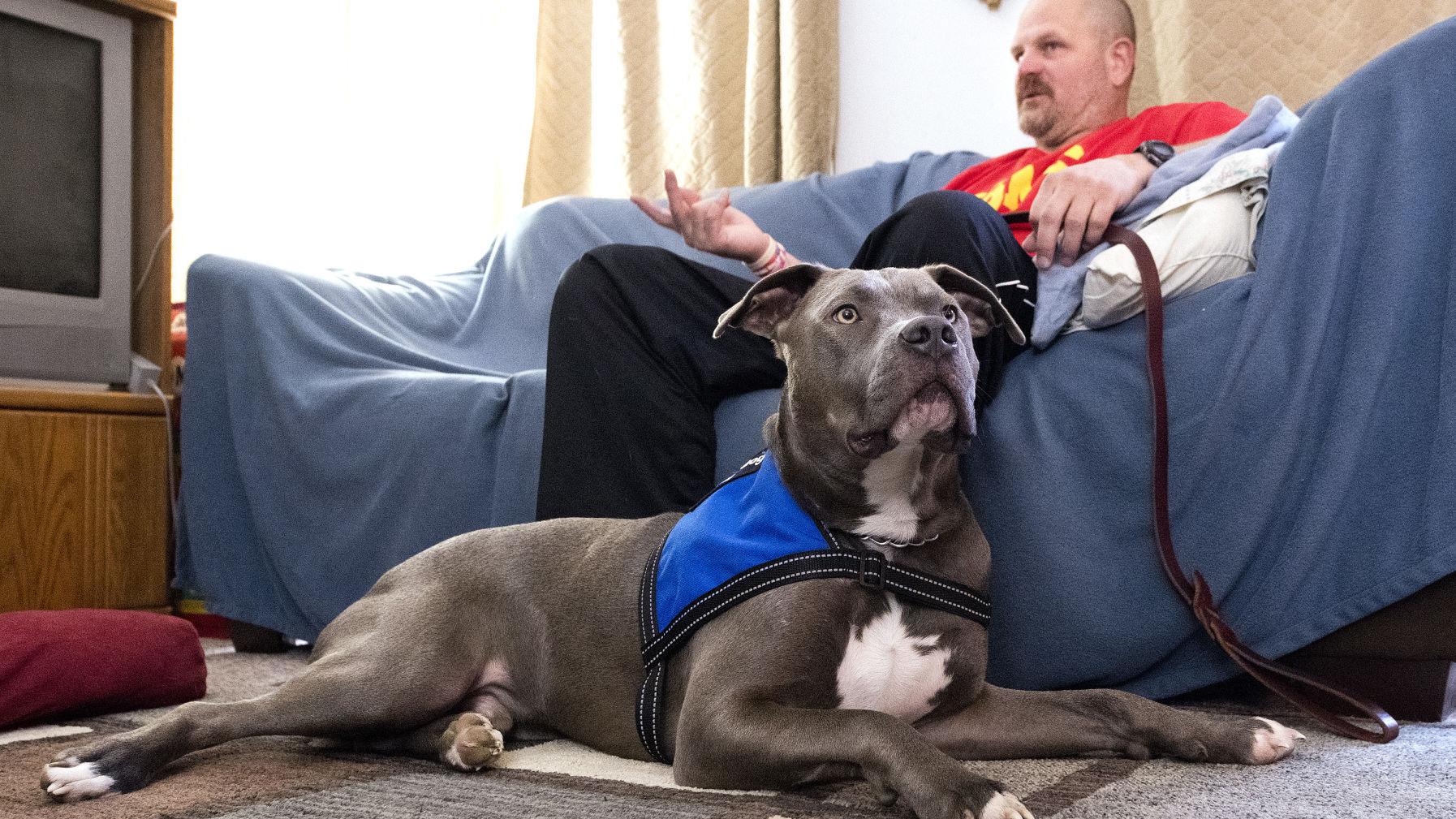 amid pit bull debate service dogs