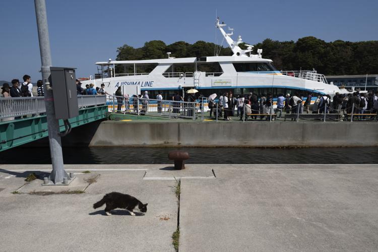 Cats outnumber humans on this Japanese island