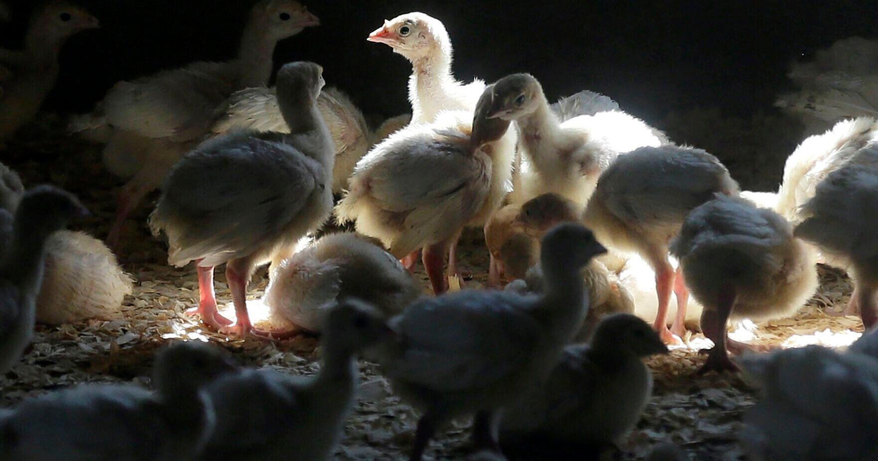 Bird flu found in Buena Vista County