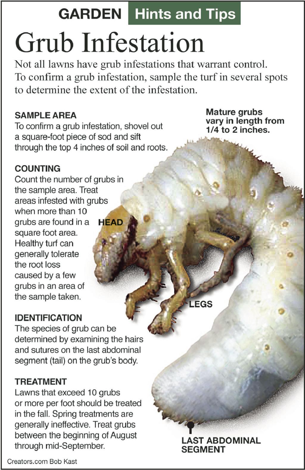 Lawn Grubs Do Little Harm In The Landscape Siouxland Homes Siouxcityjournal Com