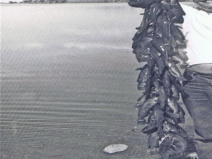 The Lure Of Bullhead Fishing Never Fades Siouxcityjournal Com