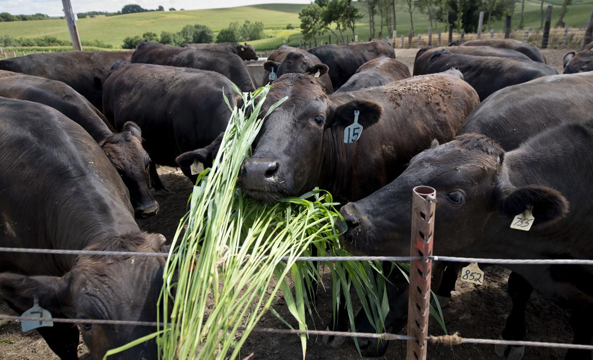 Wagyu cattle farmers in Anthon turn to online sales