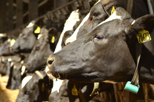 Plymouth Dairy