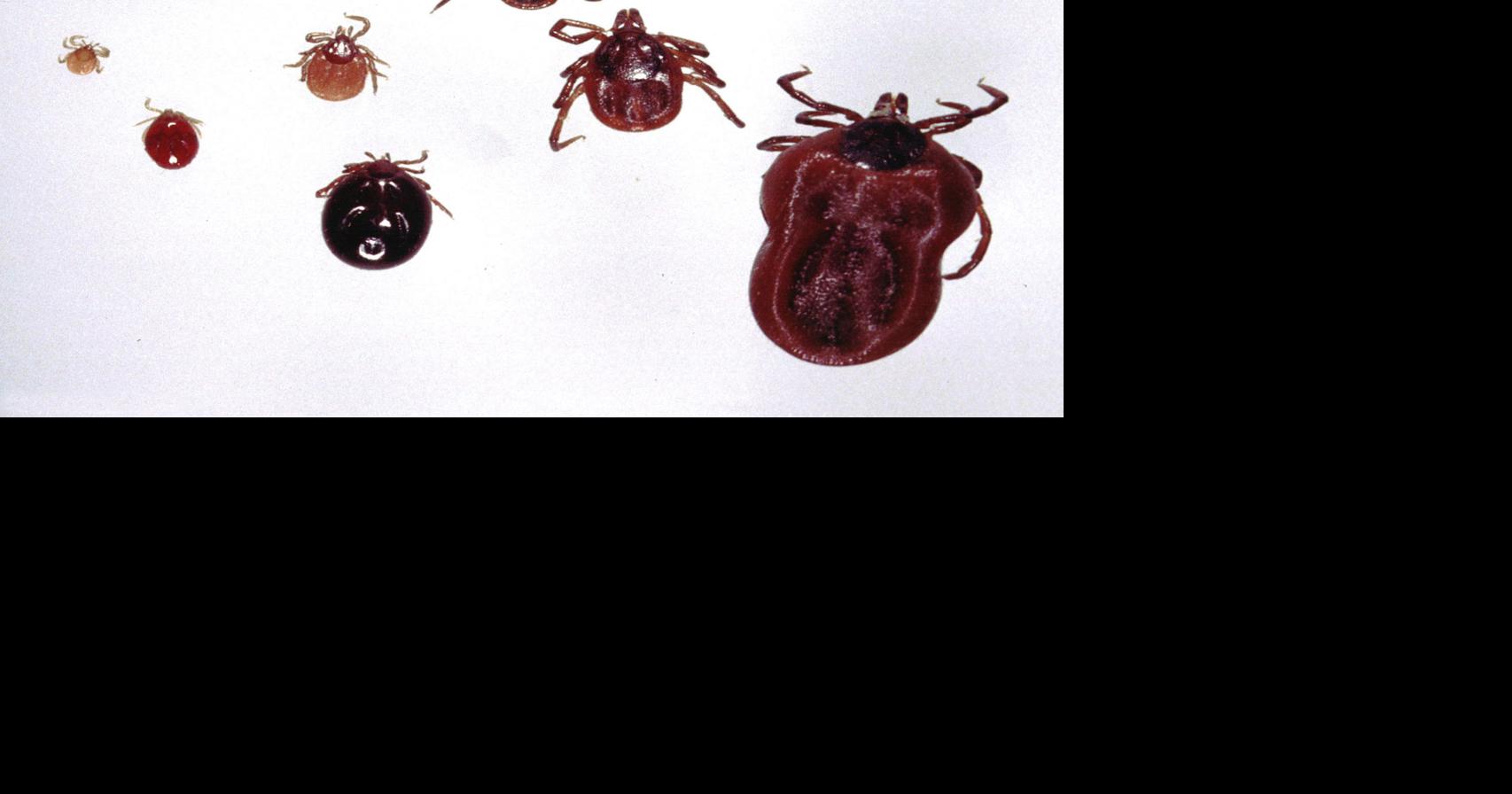 The three most common ticks found in Iowa