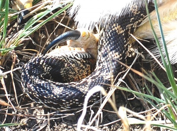 Coiled Grass Snake playing dead by lying upside down with