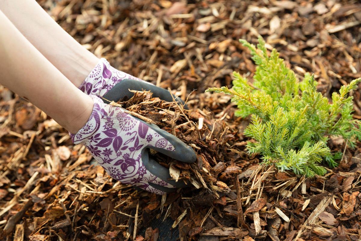 Ask Angie S List How Can I Make My Own Mulch Siouxland Homes Siouxcityjournal Com
