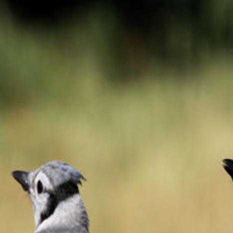 Myhre Feeders Lure All Kinds Of Birds To Sioux City Backyard