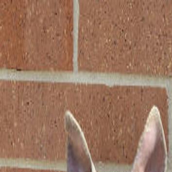 Judge Dismisses Suit Challenging Sioux City Pit Bull Ordinance Crime Courts Siouxcityjournal Com