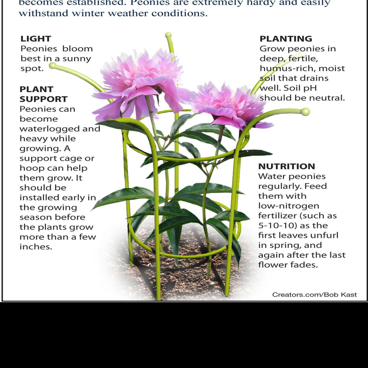 Picking The Perfect Peony Siouxland Homes Siouxcityjournal Com