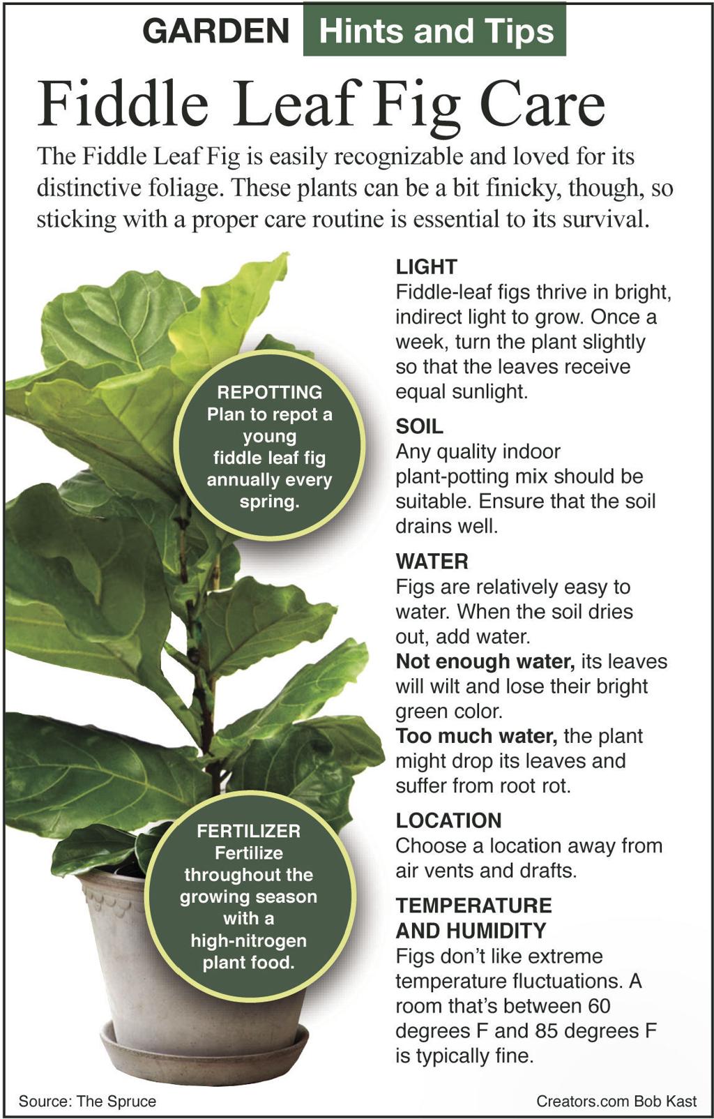 photo Fiddle Leaf Fig Light Requirements what to know about the fiddle leaf fig