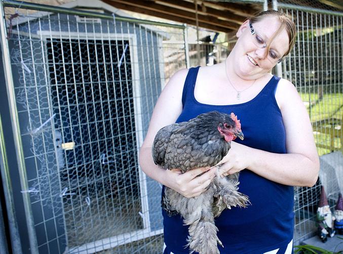 Backyard Chickens