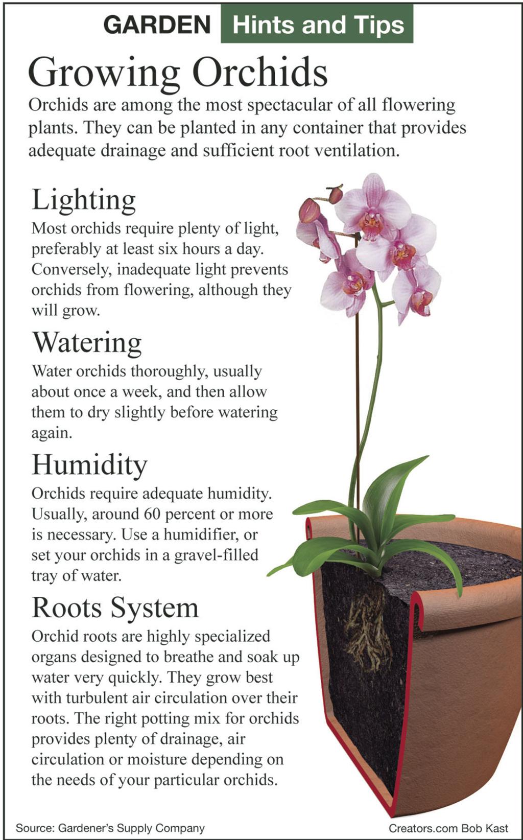 Tips For Repotting, Caring For Phals Orchids | Siouxland Homes | Siouxcityjournal.com