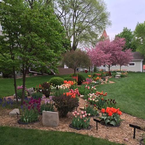 Tulip Town Bulb Co. garden