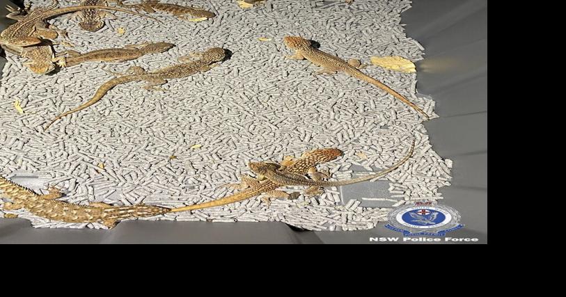 Hundreds of reptiles seized in Australia smuggling plot