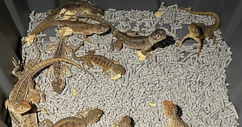 Hundreds of reptiles seized in Australia smuggling plot